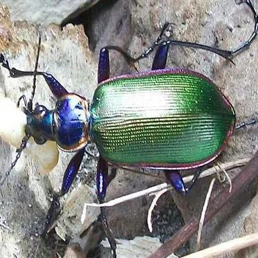 thumbnail for publication: Fiery Searcher, Caterpillar Hunter Calosoma scrutator (Fabricius 1775) (Insecta: Coleoptera: Carabidae)